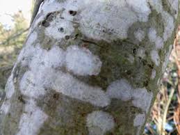 Attēlu rezultāti vaicājumam “Prunus spinosa leaf”