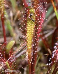 Attēlu rezultāti vaicājumam “Drosera anglica”
