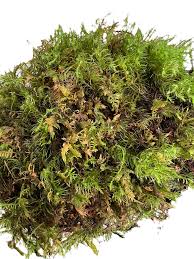 Attēlu rezultāti vaicājumam “Thuidium”