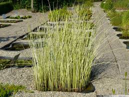 Attēlu rezultāti vaicājumam “Schoenoplectus lacustris subsp. lacustris”