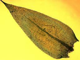 Attēlu rezultāti vaicājumam “Brachythecium rutabulum”