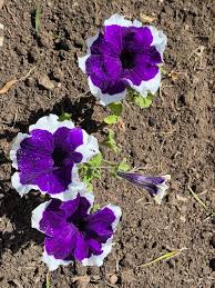 Image result for Petunia