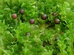 Attēlu rezultāti vaicājumam “Fossombronia wondraczekii sporophyte”