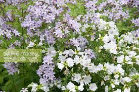 Image result for Malva moschata alba