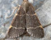 Attēlu rezultāti vaicājumam “Hypsopygia glaucinalis”