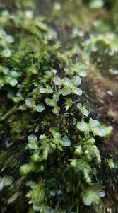 Attēlu rezultāti vaicājumam “Rhizomnium punctatum”