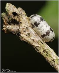 Attēlu rezultāti vaicājumam “Ichneumonidae cocoon”