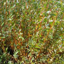 Attēlu rezultāti vaicājumam “Salix alba var. alba”
