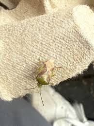 Attēlu rezultāti vaicājumam “Elasmostethus interstinctus imago”