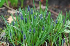 Attēlu rezultāti vaicājumam “Muscari neglectum”