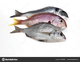 Image result for Pagellus bogaraveo