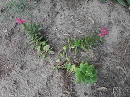 Attēlu rezultāti vaicājumam “Hylotelephium telephium bud”