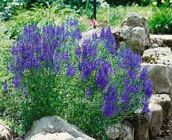 Attēlu rezultāti vaicājumam “Veronica austriaca subsp. teucrium”