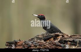 Attēlu rezultāti vaicājumam “Dryocopus martius adult”