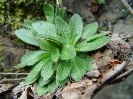 Attēlu rezultāti vaicājumam “Arabis hirsuta flower”