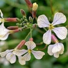 Attēlu rezultāti vaicājumam “Raphanus sativus flower”