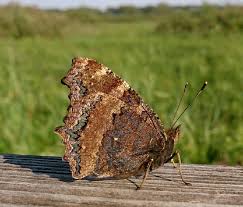 Attēlu rezultāti vaicājumam “Nymphalis xanthomelas upperside”