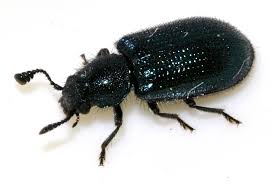 Attēlu rezultāti vaicājumam “Necrobia violacea”