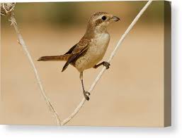 Attēlu rezultāti vaicājumam “Lanius collurio”