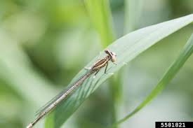 Attēlu rezultāti vaicājumam “Platycnemis pennipes female”