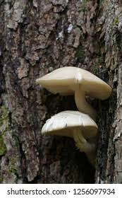 Attēlu rezultāti vaicājumam “Hypsizygus ulmarius”