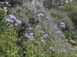 Attēlu rezultāti vaicājumam “Phacelia tanacetifolia leaf”