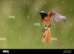 Attēlu rezultāti vaicājumam “Phoenicurus phoenicurus male”