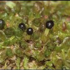 Attēlu rezultāti vaicājumam “Polytrichum commune sporophyte”