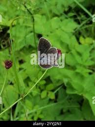 Attēlu rezultāti vaicājumam “Maculinea teleius underside”