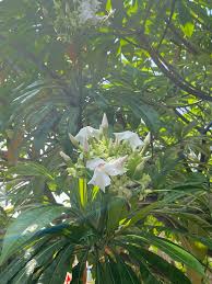 Attēlu rezultāti vaicājumam “Apocynaceae”