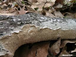 Attēlu rezultāti vaicājumam “Irpex lacteus”