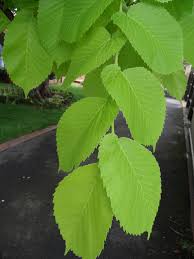 Attēlu rezultāti vaicājumam “Ulmus glabra leaf”