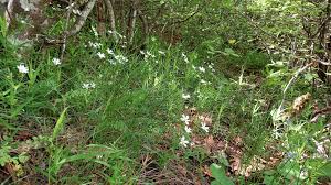 Attēlu rezultāti vaicājumam “Stellaria holostea”