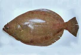 Image result for Paralichthys albigutta