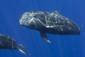 Image result for Megatrygon microps