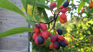 Attēlu rezultāti vaicājumam “Odontites vulgaris fruit”