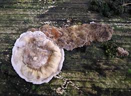 Attēlu rezultāti vaicājumam “Trichaptum abietinum”