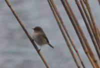 Attēlu rezultāti vaicājumam “Troglodytes troglodytes”