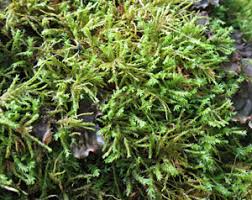 Attēlu rezultāti vaicājumam “Anomodon attenuatus sporophyte”