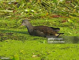 Attēlu rezultāti vaicājumam “Gallinula chloropus juvenile”