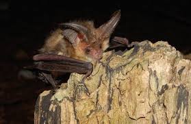 Attēlu rezultāti vaicājumam “Plecotus auritus”