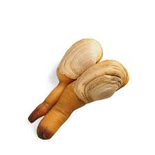Image result for geoduck