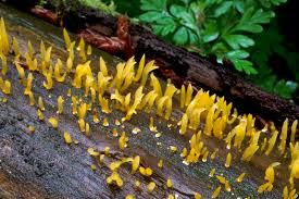 Attēlu rezultāti vaicājumam “Calocera viscosa”