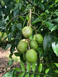 Attēlu rezultāti vaicājumam “Juncus capitatus fruit”