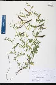 Attēlu rezultāti vaicājumam “Vicia angustifolia leaf”