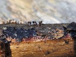 Attēlu rezultāti vaicājumam “Craterium minutum cf. var. brunneum macro”