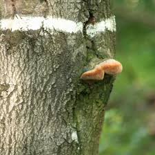 Attēlu rezultāti vaicājumam “Phellinus robustus”