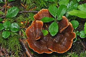 Attēlu rezultāti vaicājumam “Onnia tomentosa”