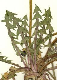 Attēlu rezultāti vaicājumam “Taraxacum officinale aggr. leaf”