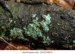 Attēlu rezultāti vaicājumam “Parmelia sulcata”